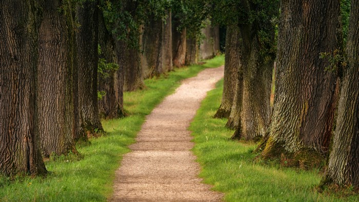 Path through a forest of large trees