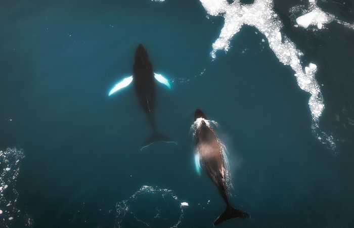 Two whales swimming in the sea near ice