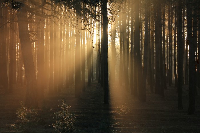 Sunlight filtering through a dark forest