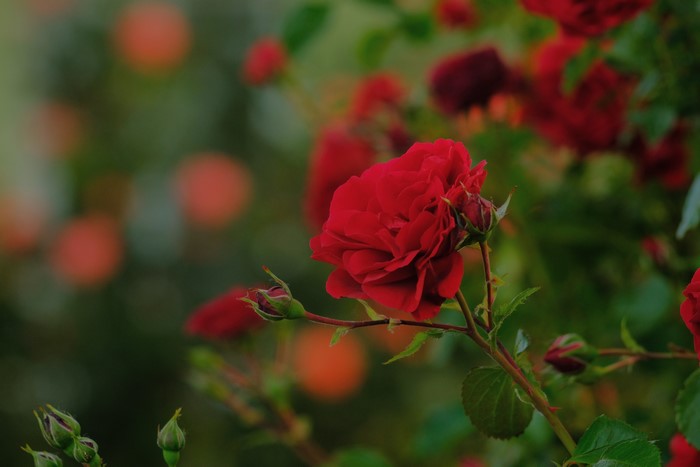 Red roses with blurred background