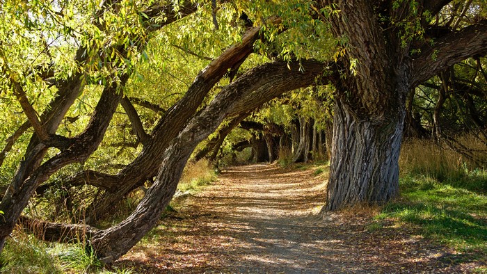 Tree tunnel path in New Zealand
