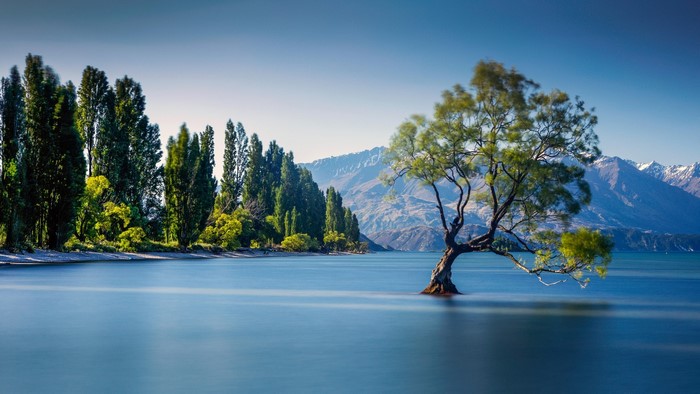 Tree in Lake Wanaka, New Zealand