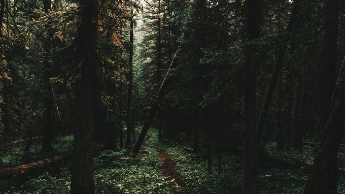 Path through a dark forest in Colorado