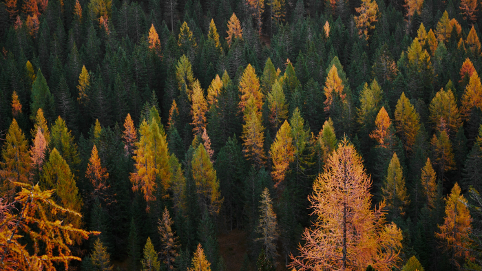 Aerial view of a forest with autumn-colored trees