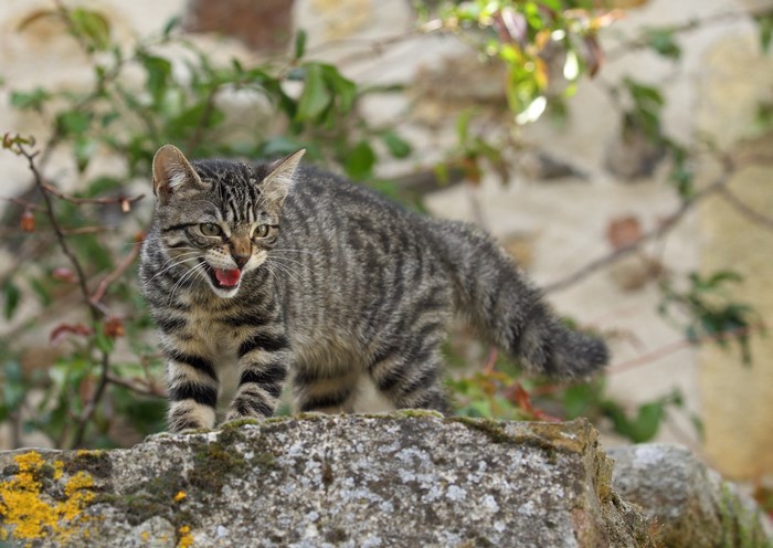 Tabby cat hissing on a stone wall