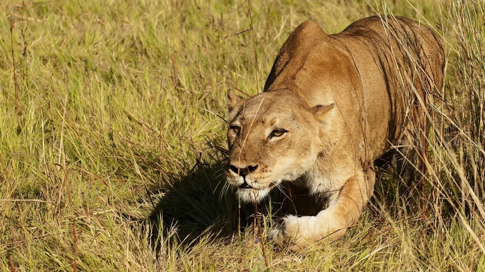 Lioness stalking through tall grass