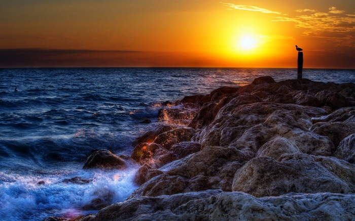 Seagull on post at sunset over rocky shore