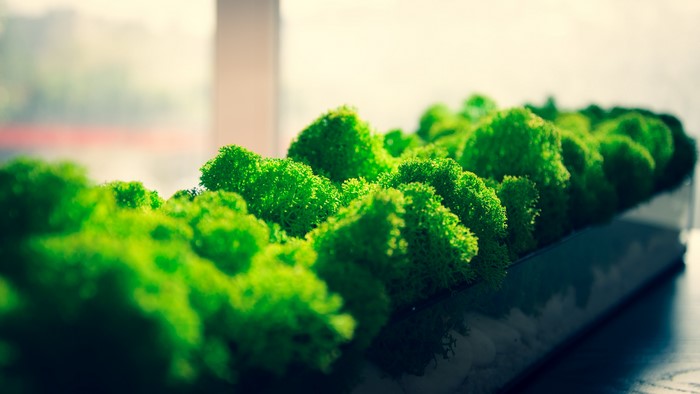 Green moss in a rectangular planter