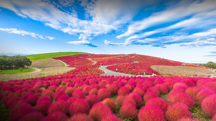 Hillside covered in red kochia plants under a blue sky