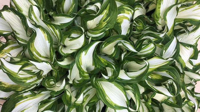 4K top view of green and white hosta leaves