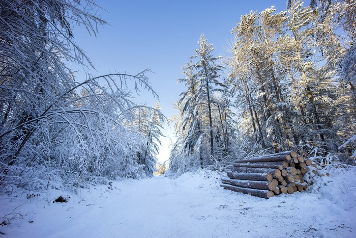 Snowy forest path with felled logs