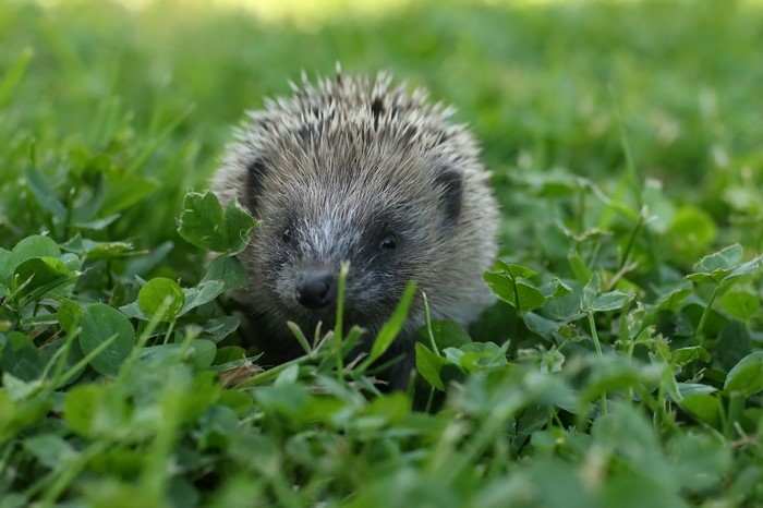 Hedgehog in green grass and clover