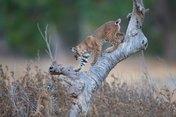 Two bobcats on a dead tree branch
