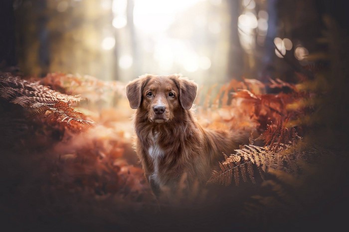 Brown dog in a forest with autumn leaves