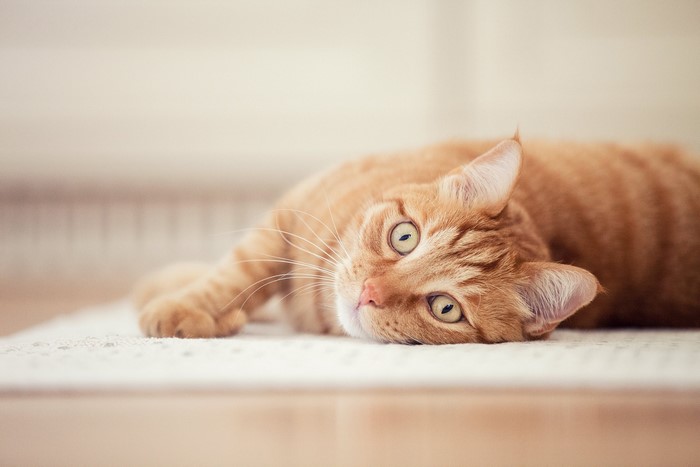Orange tabby cat lying on a rug