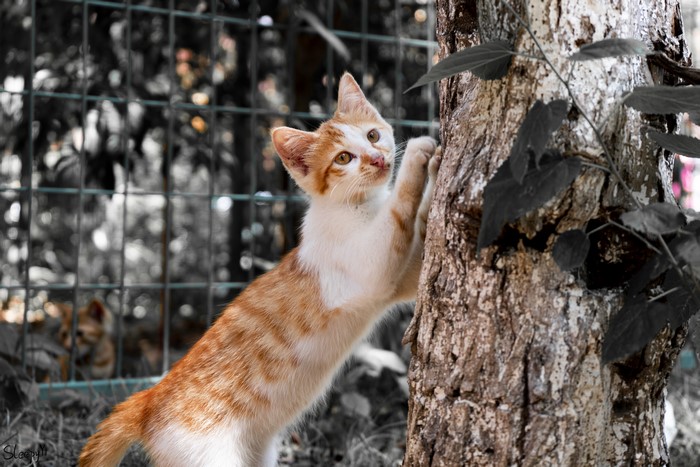 Orange and white kitten scratching a tree