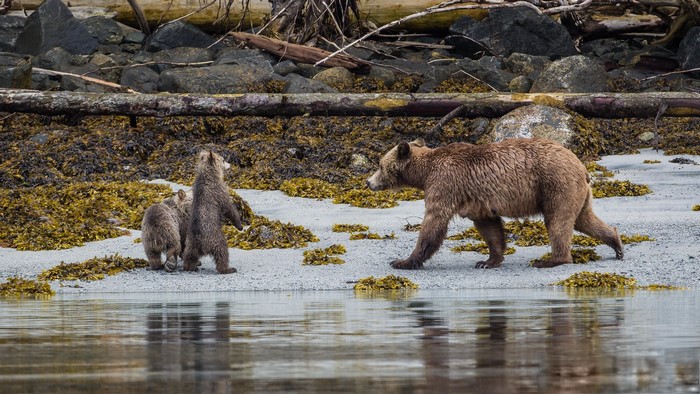 Mother bear and cubs on a beach