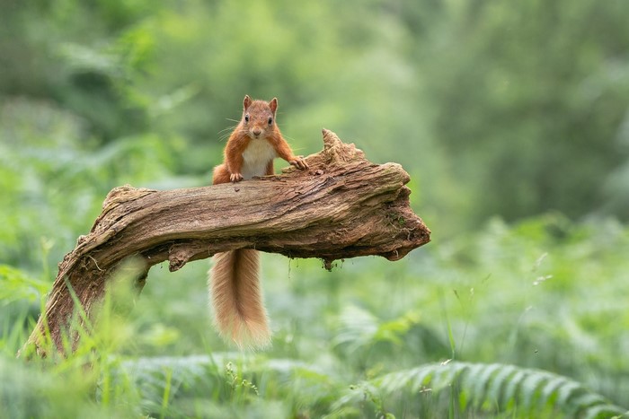 Red squirrel on a log in a forest