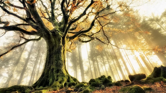 Sunlight filtering through trees in a forest