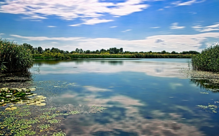 A calm lake with reeds and lily pads under a cloudy sky
