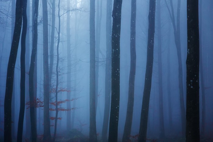 Misty forest with tall trees in fall