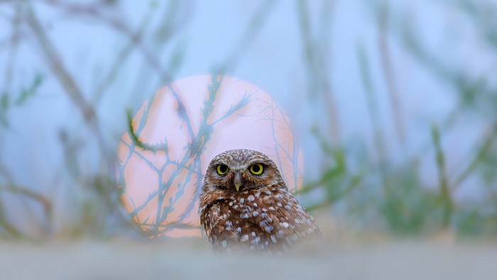 Burrowing owl in front of a large, hazy sun