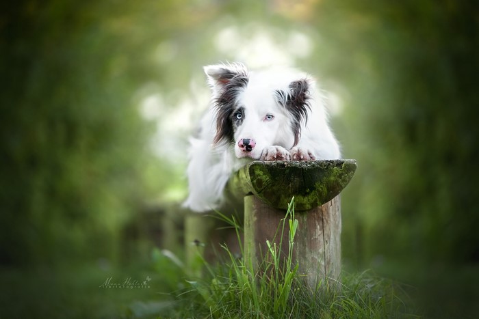 Border Collie dog resting on a wooden bench outdoors