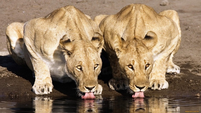 Two lions drinking water from a puddle