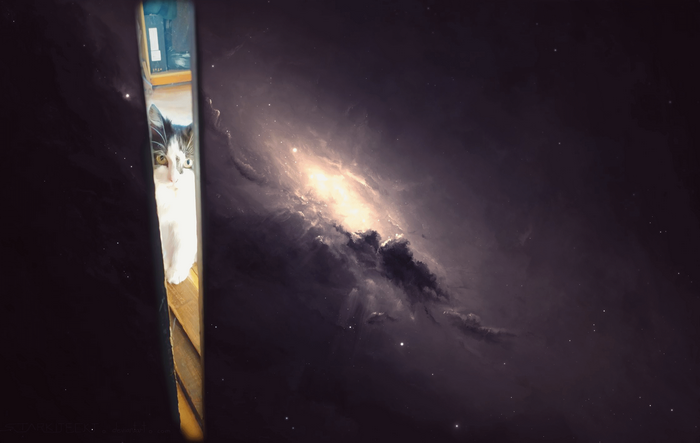 Cat peeking through a gap in space