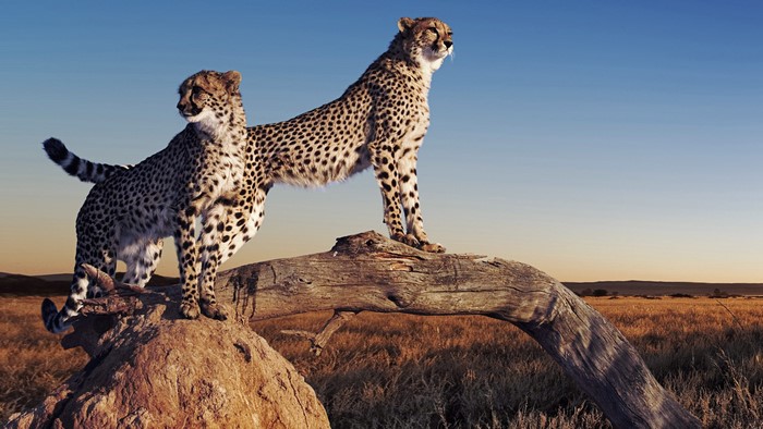 Two cheetahs standing on a log in the savanna