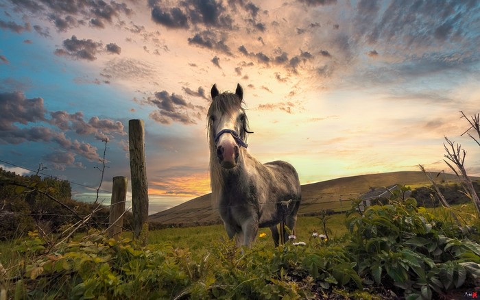 Horse in a field at sunset