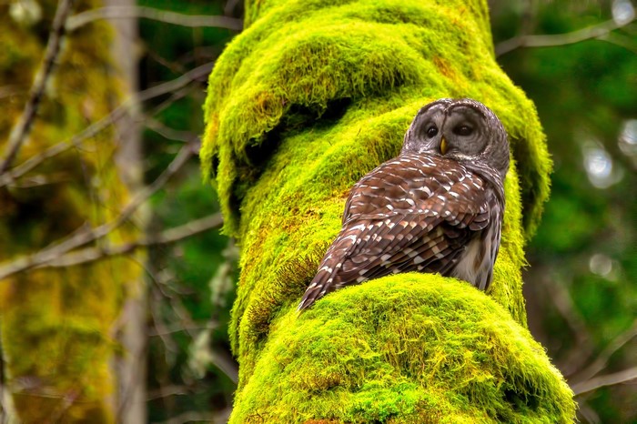 Owl perched on a moss-covered tree trunk