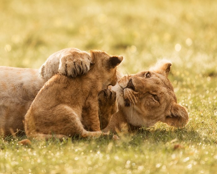 Lioness and cubs playing in grass