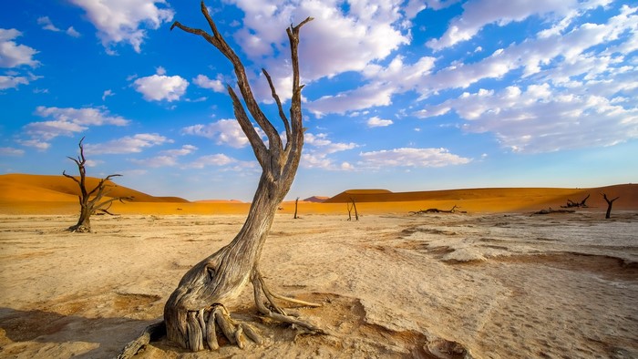 Desert Landscape with Dead Trees in Namibia