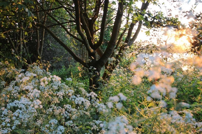 Sunlight filtering through trees onto white wildflowers
