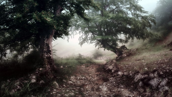 Misty forest path with large trees