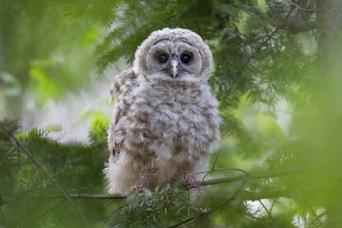 A fluffy baby owl perched on a tree branch