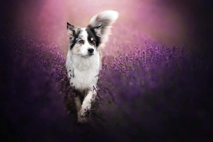 A dog walks through a lavender field