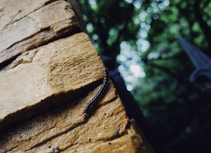Millipede on a textured surface with blurred green background