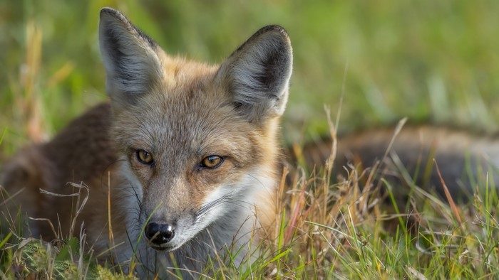 Close-up of a red fox in tall grass