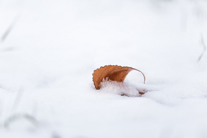 A single brown leaf rests on snow in winter