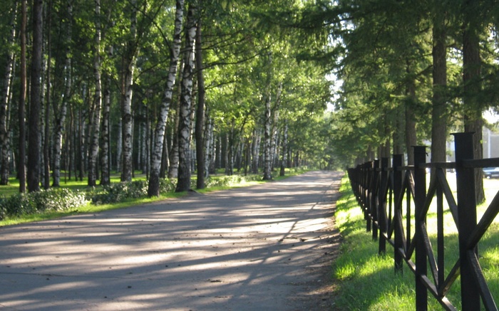 Tree-lined road with a black metal fence