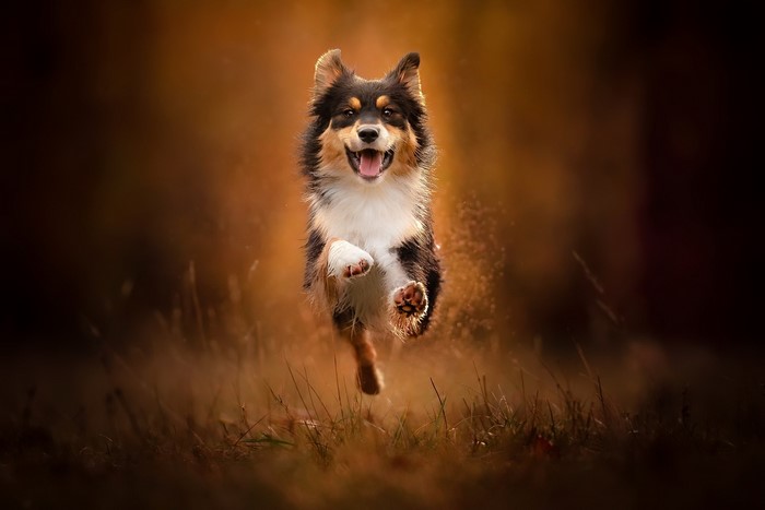 Tricolor Australian Shepherd dog running in a field