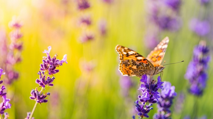 Butterfly on purple lavender flowers in sunlight