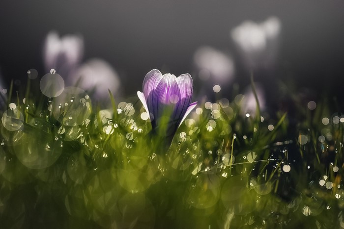 Purple crocus flower with dew drops on grass