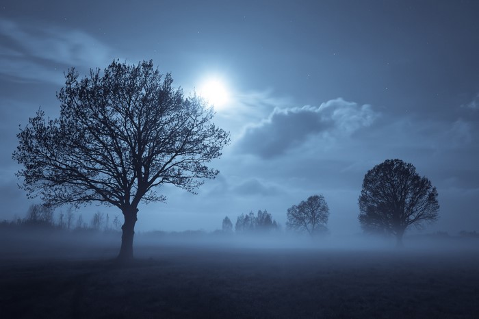 Misty night landscape with trees and moon