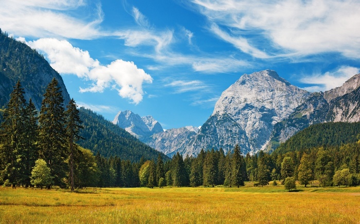 Mountain landscape with a field and pine trees