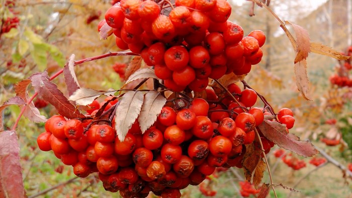 Close-up of red rowan berries on a branch