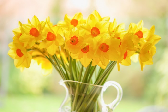 A bouquet of yellow daffodils in a glass pitcher