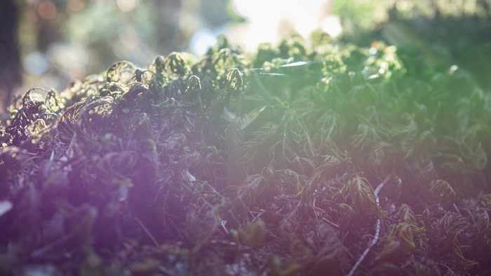 4K Moss Nature Photography